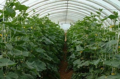 大棚蔬菜種植利潤分析與種植策略