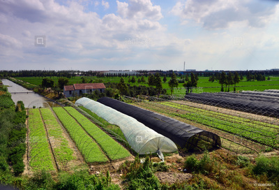農村菜地蔬菜種植全攻略