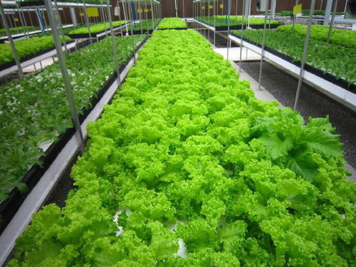 神奇植物工廠 種出十倍市場價的蔬菜秘密