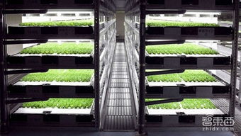 日本將建全機器人蔬菜種植工廠 農業自動化的未來圖景